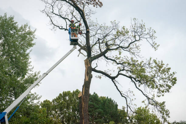 Best Root Management and Removal  in Cressona, PA