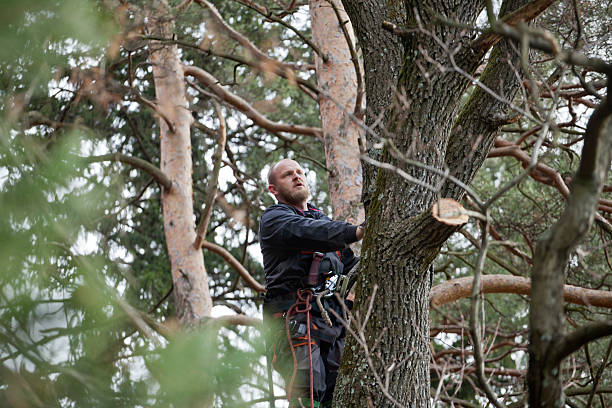 Best Tree Preservation Services  in Cressona, PA