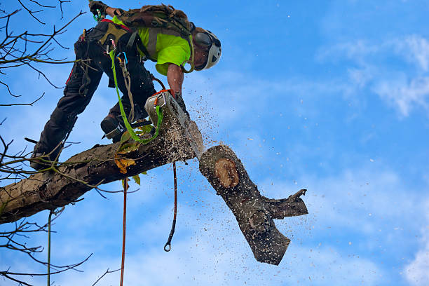 How Our Tree Care Process Works  in  Cressona, PA